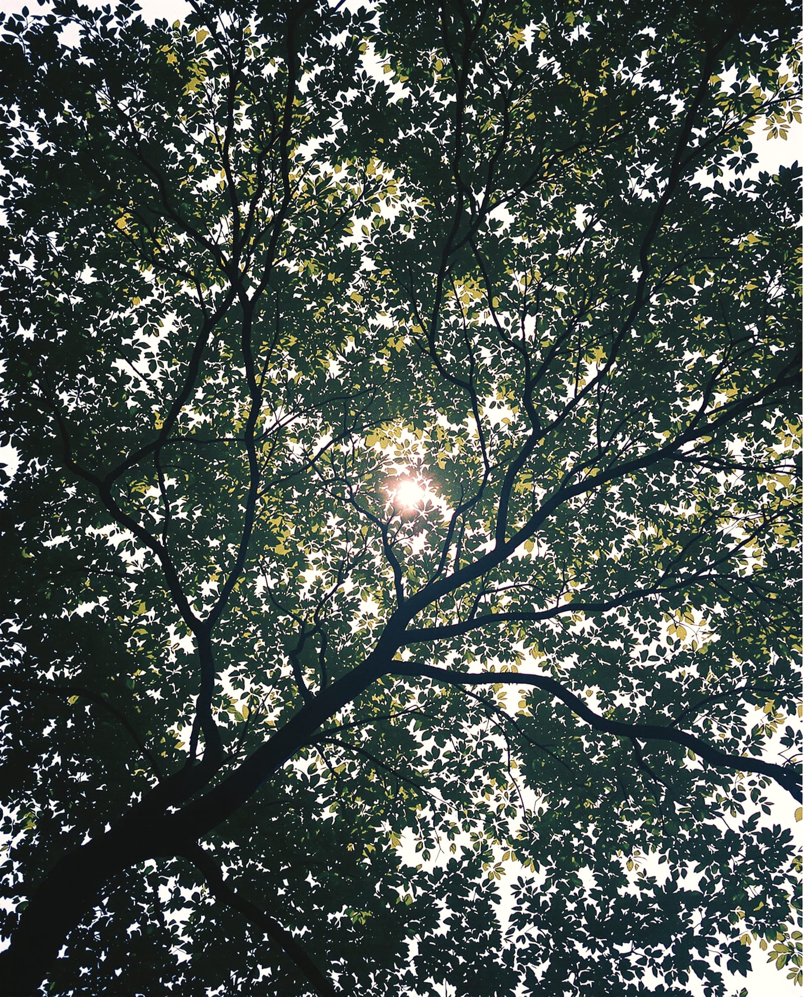 Looking up through a mature tree canopy, dense and textural.